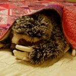 toy sloth under blanket