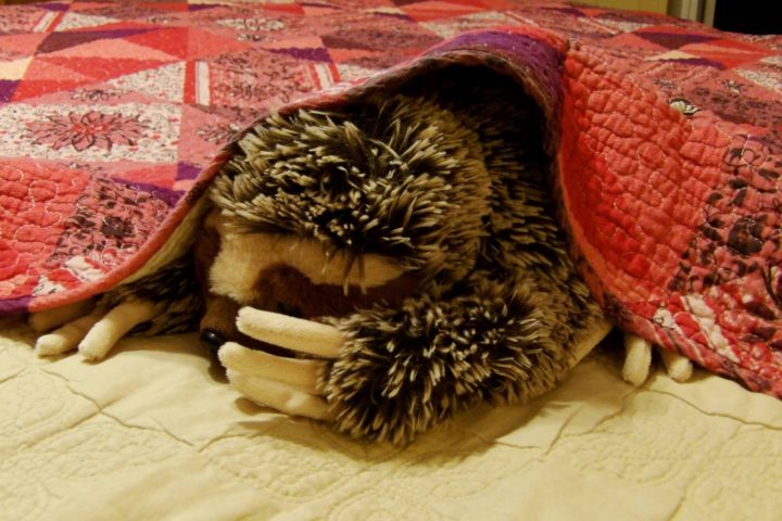 toy sloth under blanket