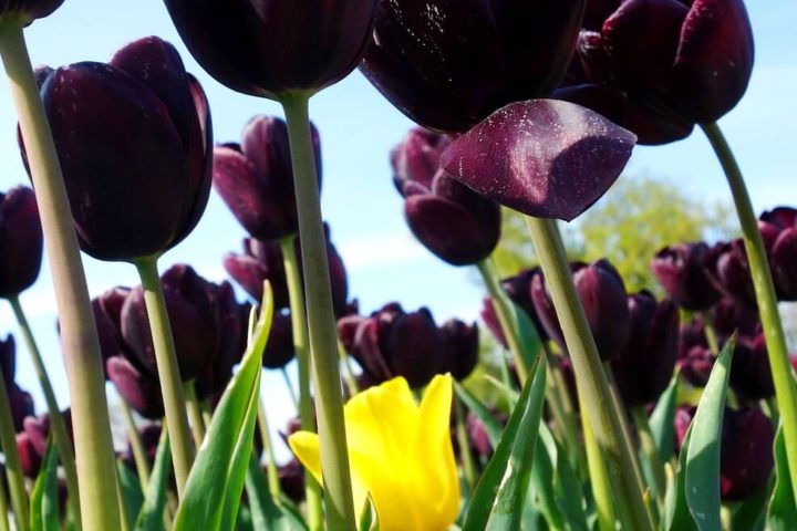 Yellow tulip in a field of purple tulips