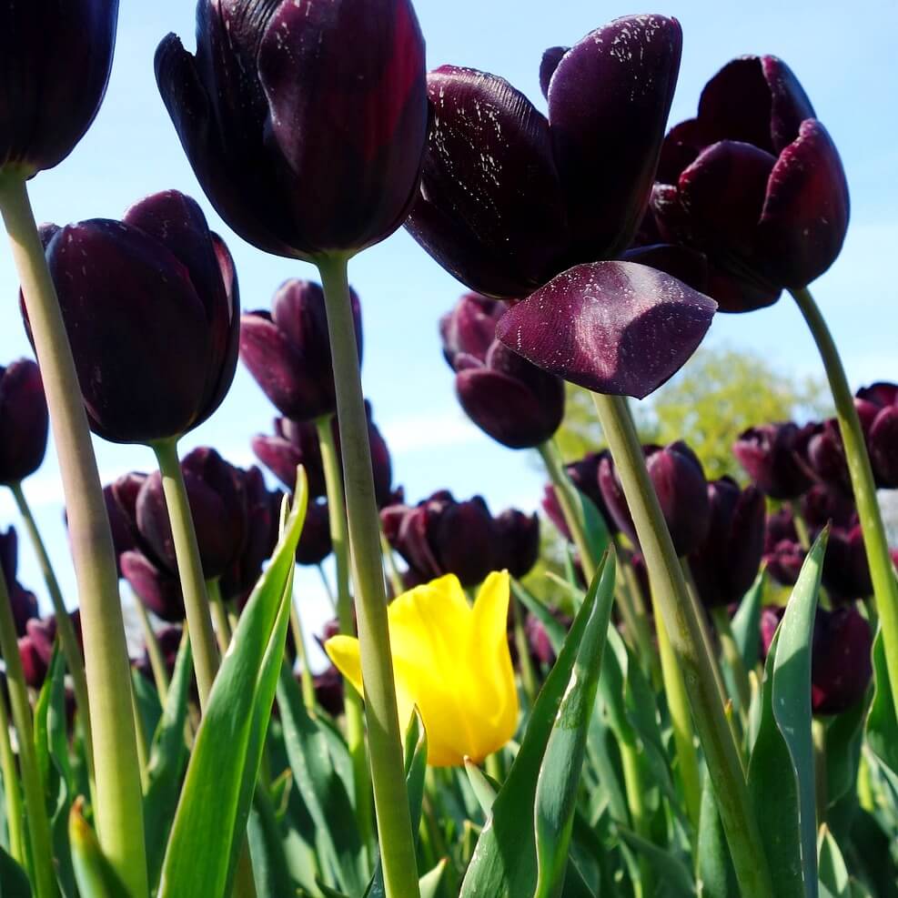 Yellow tulip in a field of purple tulips